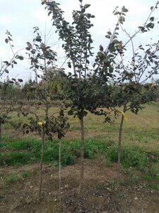 Cydonia o. 'Champion' 10-12 Halfstam wortelgoed - afbeelding 2