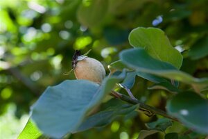 Cydonia o. 'Champion' 10-12 Hoogstam wortelgoed