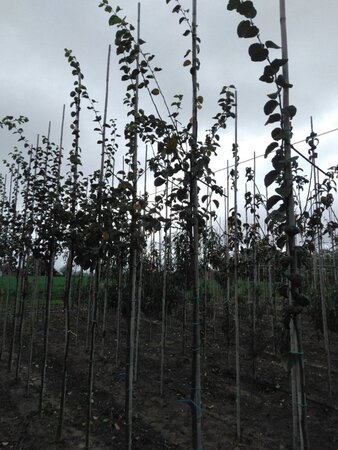 Cydonia o. 'Champion' 6-8 Hoogstam wortelgoed - afbeelding 3