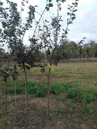 Cydonia o. 'Champion' 8-10 HS BR - image 2