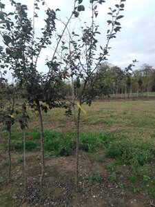 Cydonia o. 'Champion' 8-10 HS BR - image 2