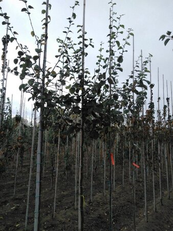 Cydonia o. 'Champion' 8-10 Hoogstam wortelgoed - afbeelding 2