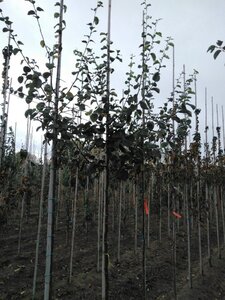 Cydonia o. 'Champion' 8-10 Hoogstam wortelgoed - afbeelding 2