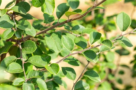 Cydonia o. 'Leskovacka' 14-16 Halfstam wortelgoed - afbeelding 2