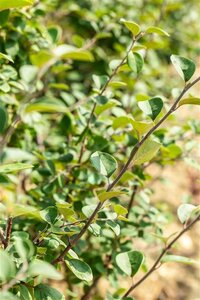 Cydonia o. 'Leskovacka' 14-16 Hoogstam draadkluit 2 X verplant - afbeelding 3