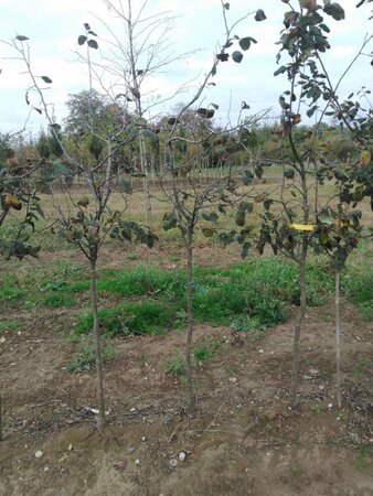 Cydonia o. 'Leskovacka' 6-8 Halfstam wortelgoed - afbeelding 6