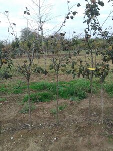 Cydonia o. 'Leskovacka' 6-8 Halfstam wortelgoed - afbeelding 6