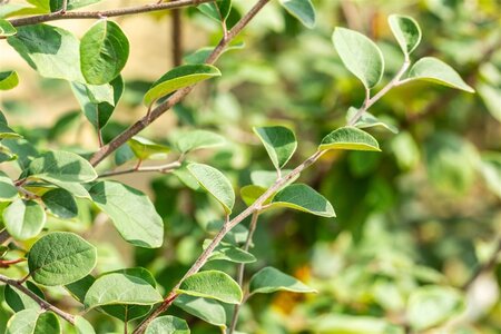 Cydonia o. 'Leskovacka' 6-8 Hoogstam wortelgoed - afbeelding 4