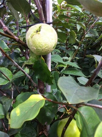 Cydonia o. 'Leskovacka' 6-8 Hoogstam wortelgoed - afbeelding 6