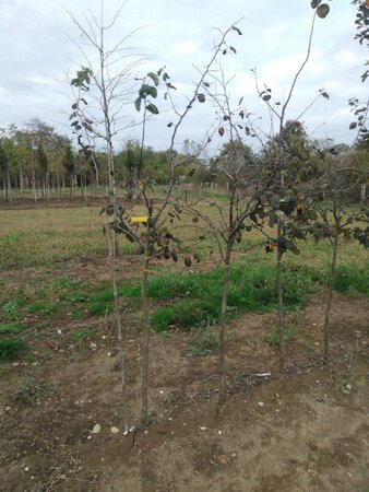 Cydonia o. 'Leskovacka' 8-10 Halfstam wortelgoed - afbeelding 6