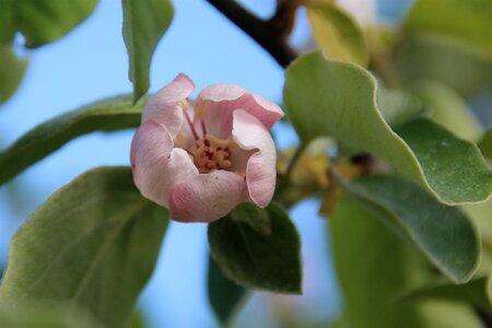 Cydonia o. 'Leskovacka' dubbeleUmetrek BR - image 1