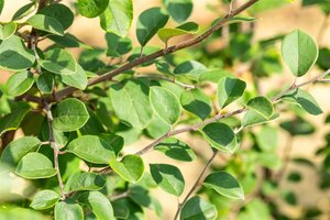 Cydonia o. 'Leskovacka' dubbeleUmetrek BR - image 3