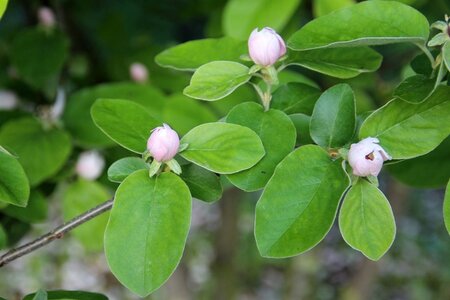 Cydonia o. 'Leskovacka' dubbeleUmetrek BR - image 4