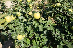 Cydonia o. 'Leskovacka' dubbeleUmetrek BR - image 7