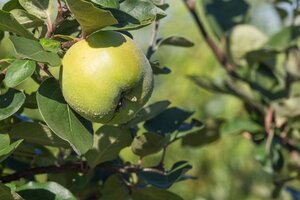 Cydonia o. 'Leskovacka' dubbeleUmetrek BR - image 9