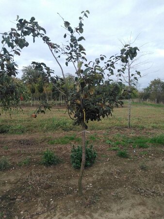 Cydonia o. 'Portugal' 10-12 Halfstam wortelgoed - afbeelding 3