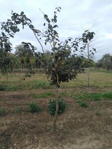 Cydonia o. 'Portugal' 10-12 Halfstam wortelgoed - afbeelding 3