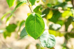 Cydonia o. 'Portugal' 12-14 Halfstam wortelgoed