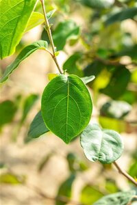 Cydonia o. 'Portugal' 16-18 Hoogstam draadkluit 3 X verplant - afbeelding 2