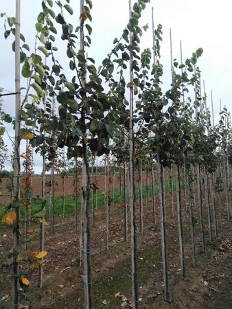 Cydonia o. 'Portugal' 6-8 STA BR - image 3