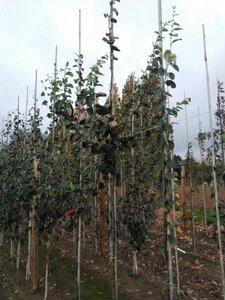 Cydonia o. 'Portugal' 8-10 Hoogstam wortelgoed - afbeelding 3