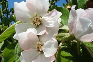 Cydonia o. 'Portugal' dubbeleUmetrek BR