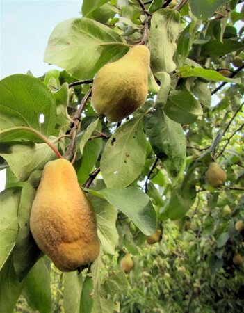 Cydonia o. 'Portugal' dubbeleUmetrek BR - image 4