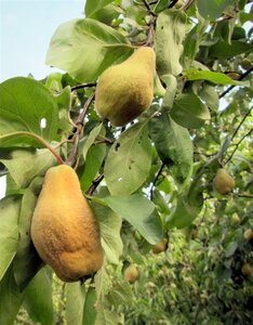 Cydonia o. 'Portugal' dubbeleUmetrek BR - image 4