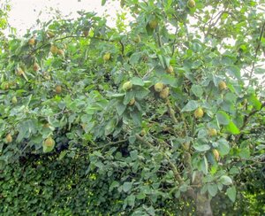 Cydonia o. 'Portugal' dubbeleUmetrek BR - image 5