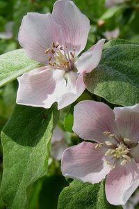 Cydonia o. 'Rea's Mammoth' dubbeleUmetrek BR