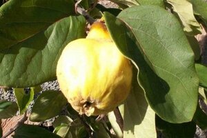 Cydonia o. 'Rea's Mammoth' dubbeleUmetrek BR - image 2