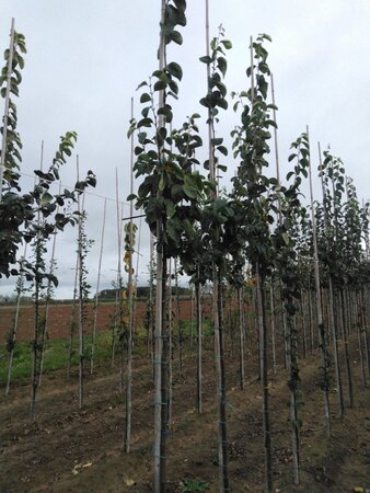 Cydonia o. 'Vranja' 6-8 Hoogstam wortelgoed - afbeelding 2