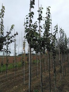 Cydonia o. 'Vranja' 6-8 Hoogstam wortelgoed - afbeelding 2