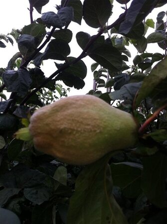 Cydonia o. 'Vranja' 6-8 Hoogstam wortelgoed - afbeelding 1