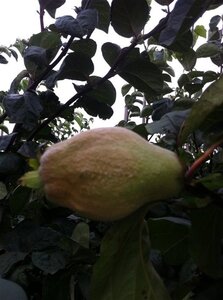 Cydonia o. 'Vranja' 6-8 Hoogstam wortelgoed