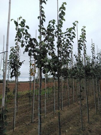 Cydonia o. 'Vranja' 8-10 Hoogstam wortelgoed