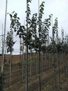 Cydonia o. 'Vranja' 8-10 Hoogstam wortelgoed