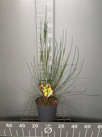 Cytisus praecox 'Albus' 50-60 cm cont. 3,0L - afbeelding 2