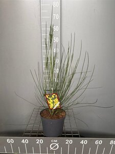 Cytisus praecox 'Albus' 50-60 cm cont. 3,0L - afbeelding 2