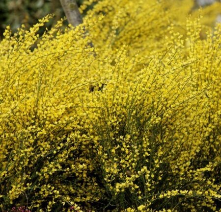 Cytisus praecox 'Allgold' 50-60 cm cont. 3,0L - afbeelding 1