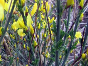 Cytisus praecox 'Allgold' 50-60 cm cont. 3,0L - afbeelding 2