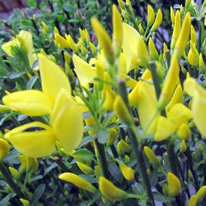 Cytisus praecox 'Allgold' 50-60 cm cont. 3,0L - afbeelding 3