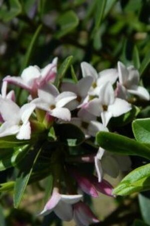 Daphne burkw. 'Somerset' 30-40 cm cont. 3,0L - afbeelding 2