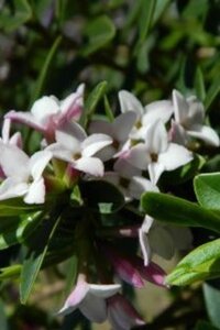 Daphne burkw. 'Somerset' 30-40 cm cont. 3,0L - afbeelding 2