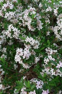 Daphne burkw. 'Somerset' 40-50 cm container