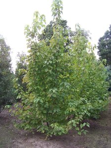 Davidia involucrata 350-400 cm draadkluit meerstammig