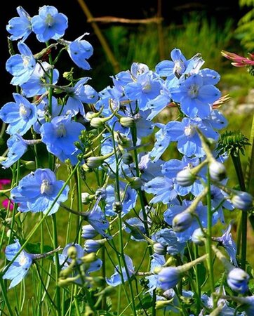 Delphinium (B) 'Cliveden Beauty' geen maat specificatie 0,55L/P9cm - afbeelding 2