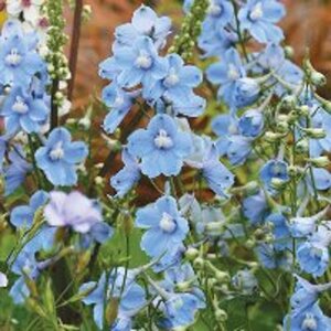 Delphinium (B) 'Cliveden Beauty' geen maat specificatie 0,55L/P9cm - afbeelding 3