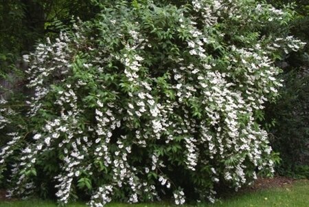 Deutzia cren. 'Pride of Rochester' 60-90 cm cont. 3,0L - afbeelding 1