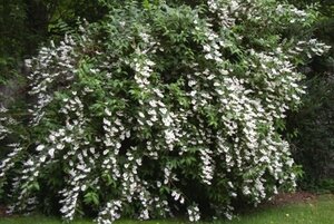 Deutzia cren. 'Pride of Rochester' 60-90 cm wortelgoed 3-4 tak